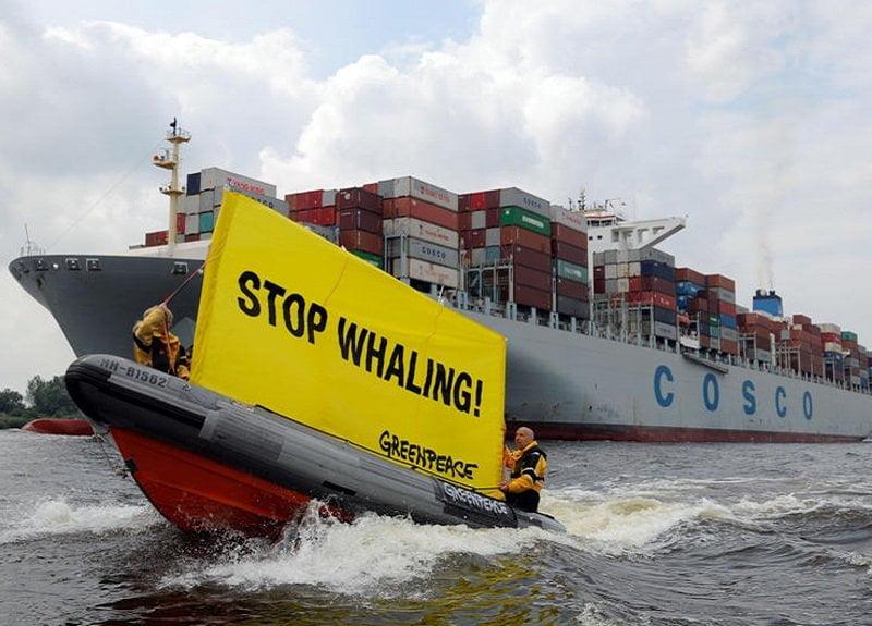 Greenpeace: «Dalla tutela delle balene e degli oceani dipende la vita di tutti noi» Greenpeace: «Dalla tutela delle balene e degli oceani dipende la vita di tutti noi»