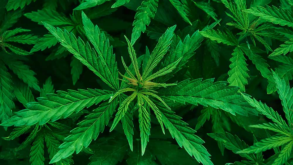 Marijuana proibizionismo narcotraffico