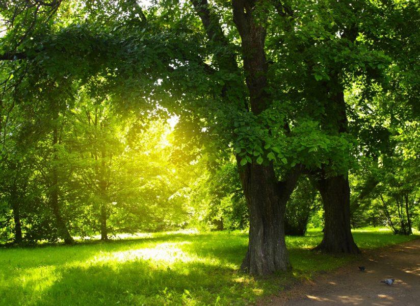 Metodi naturali contro la crisi climatica: rivalutare un albero Metodi naturali contro la crisi climatica: rivalutare un albero