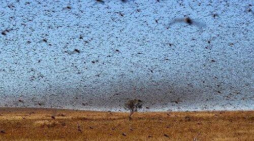 Una crisi ambientale e umanitaria di cui nessuno parla: le locuste in Africa