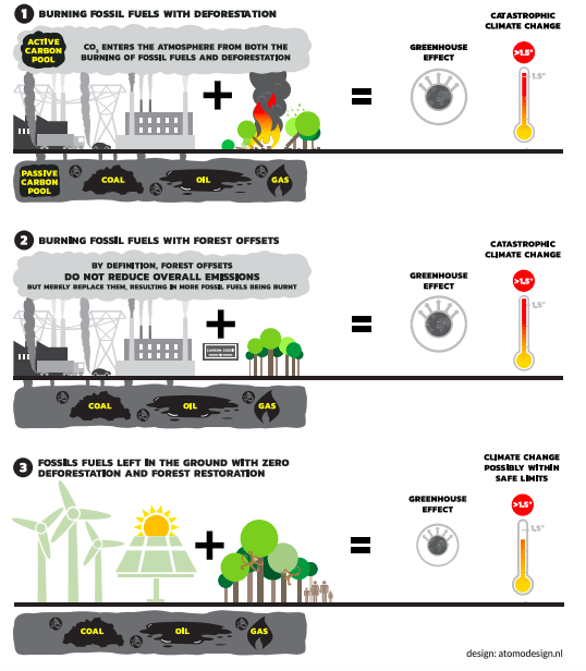 Greenpeace avvisa: piantare alberi non ci salverà dai cambiamenti climatici