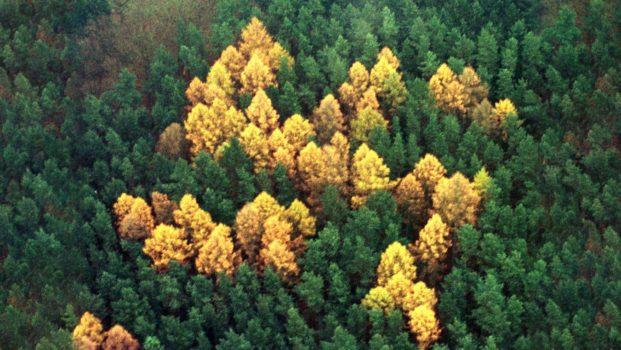 ecofascismo ambientalismo