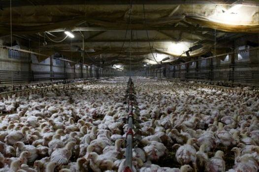 carne crisi climatica