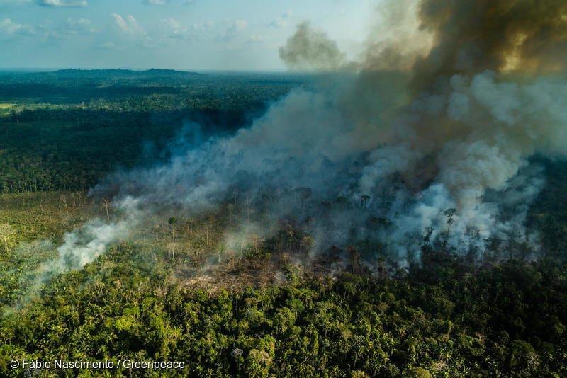 Popoli indigeni e deforestazione: tra Covid-19 e follia di Bolsonaro