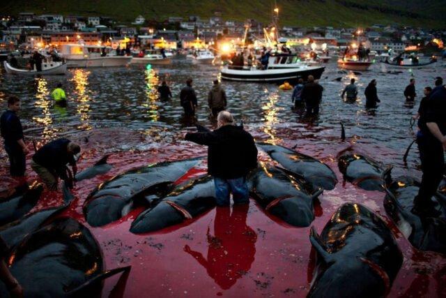 Grindadràp: il massacro di cetacei alle Isole Faroe continua