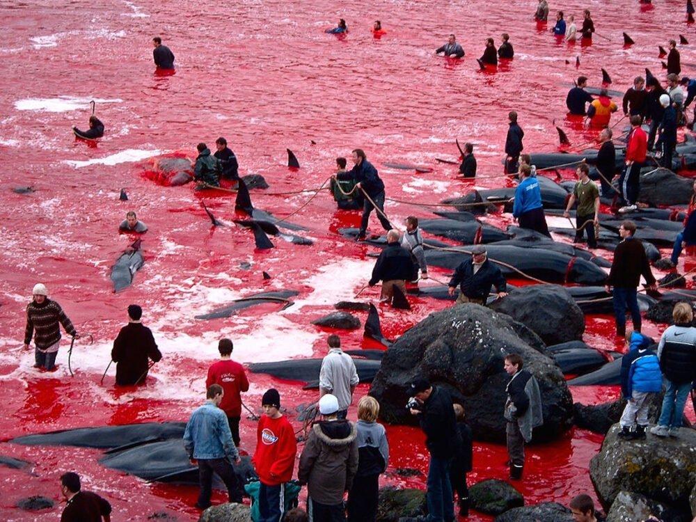 Grindadràp: Il massacro di cetacei alle Isole Faroe continua
