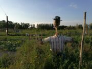 Il sonno istituzionale che minaccia la Masseria Antonio Esposito Ferraioli Il sonno istituzionale che minaccia la Masseria Antonio Esposito-Ferraioli