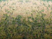 La Grande Muraglia Verde per contenere siccità e desertificazione in Africa La Grande Muraglia Verde per contenere siccità e desertificazione in Africa