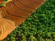 Una savana al posto della foresta amazzonica? Sta già accadendo Immaginate una savana al posto della foresta amazzonica? Sta già accadendo