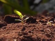 Genetica dei semi di cannabis, tra passato e presente Semi di cannabis