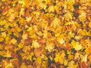 L’importanza della pacciamatura organica nella tutela del verde urbano L'importanza della pacciamatura organica nella tutela del verde urbano