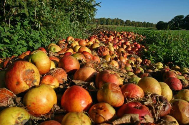 spreco di cibo