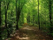 Foreste: i grandi alleati contro il cambiamento climatico Foreste: i grandi alleati contro il cambiamento climatico