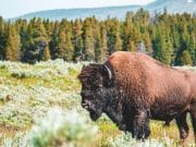 Białowieża in pericolo: viaggio nell’ultima foresta vergine d’Europa Białowieża in pericolo: viaggio nell'ultima foresta vergine d'Europa