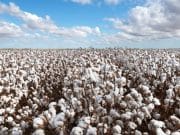 Sul filo del cotone sostenibile: come cambiano le coltivazioni tessili Cotone sostenibile