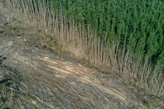 L’Unione Europea è tra i maggiori responsabili della deforestazione tropicale