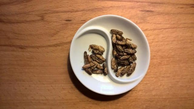 L'alimentazione del futuro? Una dieta di alghe, funghi e insetti