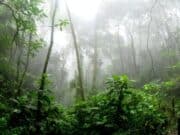 L’Amazzonia non respira, il polmone verde del mondo non funziona più amazzonia-emissioni-deforestazione