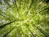tutela dell'ambiente Costituzione