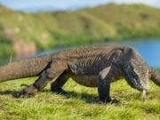 L’IUCN tra vecchi obiettivi e nuove sfide con cui confrontarsi L' IUCN tra vecchi obbiettivi e nuove sfide con cui confrontarsi