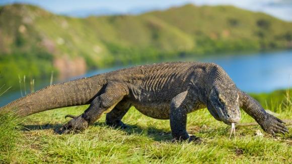 L' IUCN tra vecchi obbiettivi e nuove sfide con cui confrontarsi
