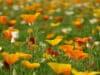 Su un letto di fiori (fonte immagine: ilbolive.unipd.it)