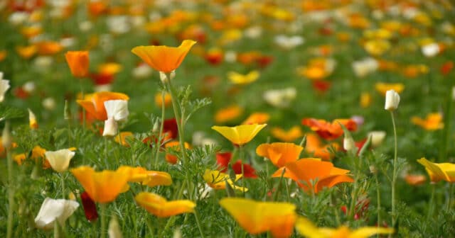 Su un letto di fiori (fonte immagine: ilbolive.unipd.it)