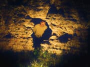 Alchimia di Ainé, uno spiraglio di luce fuori dal tunnel Ainé - Fonte immagine: redblue_musicrelations
