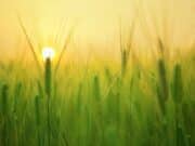 Agricoltura sintropica: rigenerare gli ecosistemi ottimizzando la produttività Agricoltura sintropica: rigenerare gli ecosistemi ottimizzando la produttività