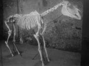 Il cavallo di Maiuri restaurato a Pompei Cavallo di Maiuri