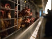 Influenza aviaria e peste suina africana: l’uomo come causa Influenza aviaria e peste suina africana: l'uomo come causa