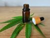 Olio al cbd, olio di semi di canapa