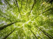 Ombra climatica: deresponsabilizzare i singoli cittadini è controproducente Ombra climatica: deresponsabilizzare i singoli cittadini è controproducente