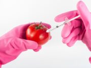 Il caso OGM: soluzione o problema? Il caso OGM: soluzione o problema?