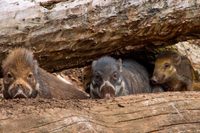 La nuova legge di bilancio non tutela la biodiversità La nuova legge di bilancio non tutela la biodiversità