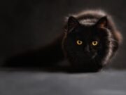 Gatti neri: ricercati ad Halloween, da proteggere tutto l’anno