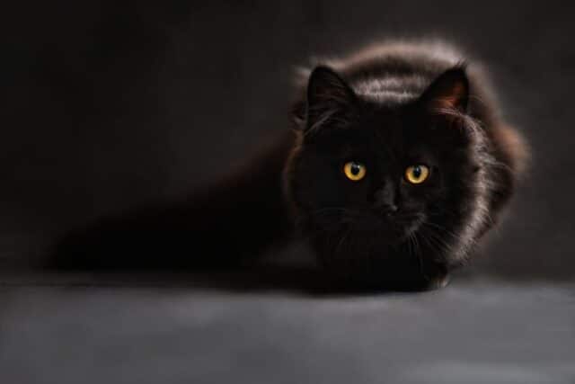 Gatti neri: ricercati ad Halloween, da proteggere tutto l’anno