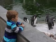 I giardini zoologici alterano gli orologi biologico degli animali