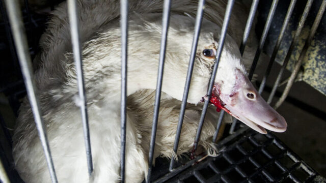foie gras (fonte immagine: animalequality.it)
