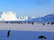 L'aviaria arriva in Antartide: preoccupa l'impatto sulla fauna