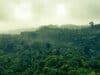 Amazzonia. Credits: pexels.it