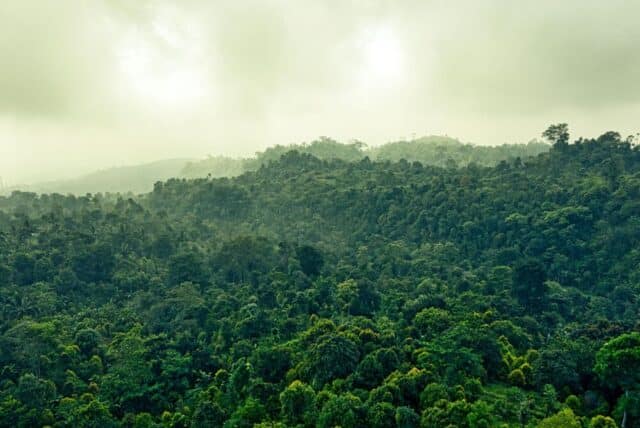 pexels-tom-fisk-2606532 Amazzonia. Credits: pexels.it