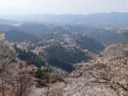 Primavera anticipata: il preoccupante fenomeno dei ciliegi in fiore Primavera anticipata: il preoccupante fenomeno dei ciliegi in fiore
