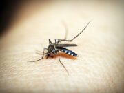 Caso Dengue: l’aumento delle temperature preoccupa anche l’Europa Caso Dengue: l'aumento delle temperature preoccupa anche l'Europa