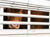 Basta trasportare animali come se fossero merce