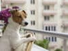 È possibile la convivenza tra persone e animali in condominio?