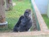 Addio a Riù, il gorilla più triste dello zoo di Fasano