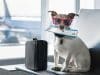 Vacanza a 4 zampe: viaggiare con animali