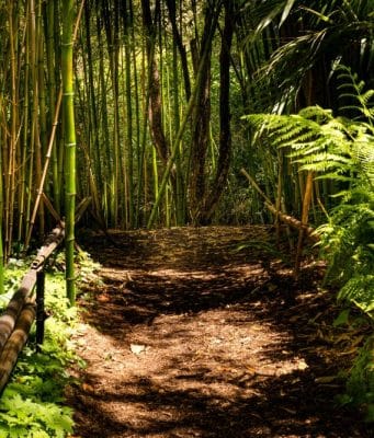 Lezioni dalla COP16: biodiversità e clima in cerca di una via comune COP16 - biodiversità