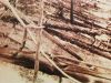Alberi caduti marcano il sito dell'evento di Tunguska